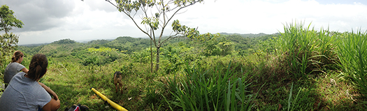 forest panorama