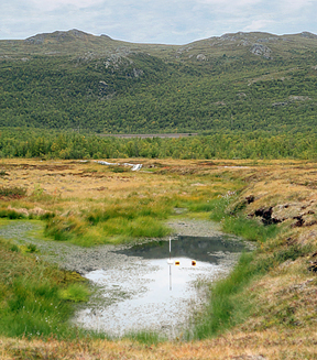 wetlands