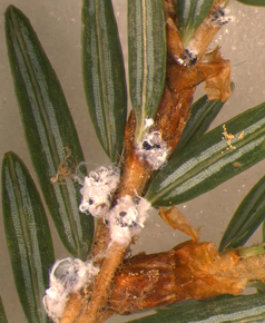 adelgid