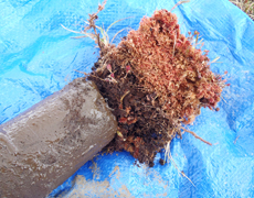 soil sample