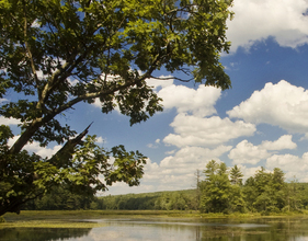 pond at harvard forest