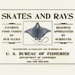 skates and rays